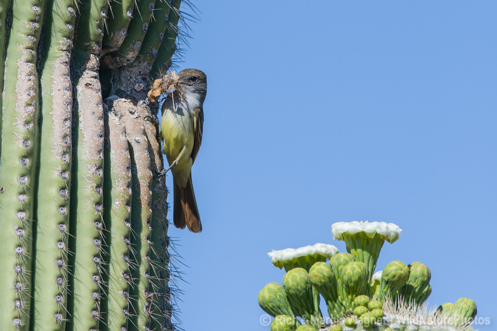 Sonoran Desert