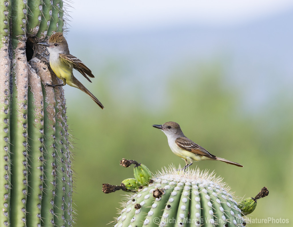 Brown-crested Flycatcher