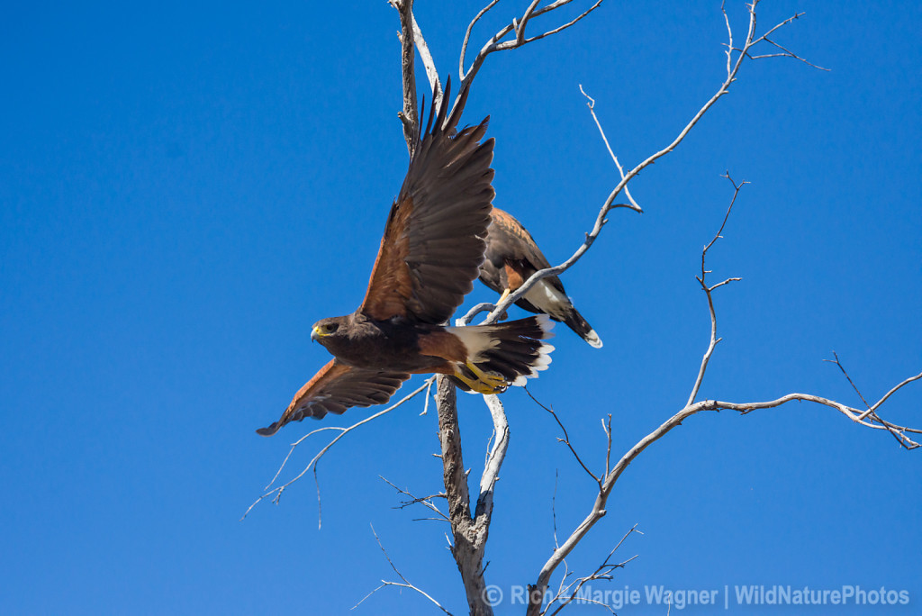 Harris Hawks