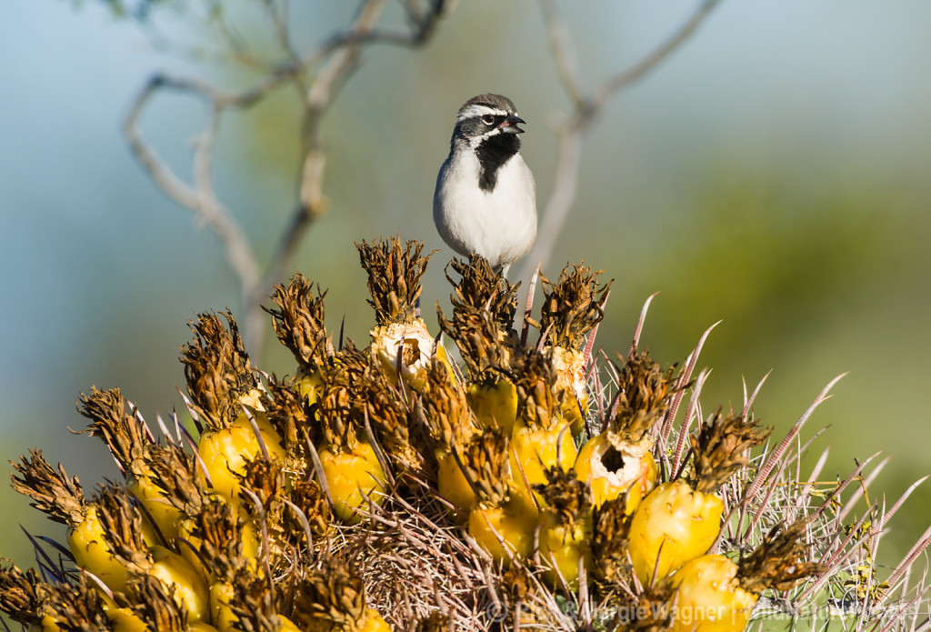 Black-throated Sparrow