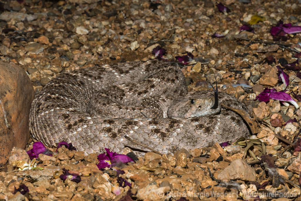 Rattlesnakes